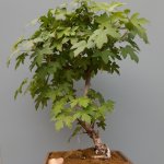 2015-05-29-20-18-28_deco.jpg