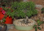 Chinese Elm 2015.jpg