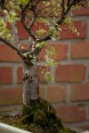 elm-2.jpg elm-2.jpg