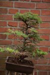 larch-1.jpg