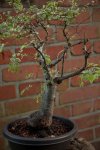 bonsai-7.jpg