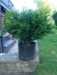 boxwood4.jpg