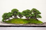 Yatsubusa Chinese Elm Forest.jpg