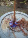 Bald Cypress1.jpg