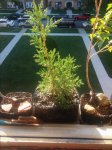 20150623_062739.jpg