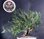 CBranch Main -Pacific Yew(Taxus brevifolia).jpg