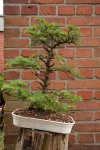 larch-2.jpg