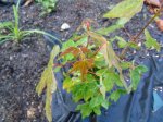 DSC01665.JPG DSC01665.JPG