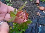 DSC01667.JPG