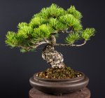 Japanese White Pine.jpg