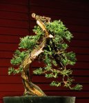 juniper1b.jpg