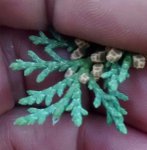 IMG_20150807_200924.jpg IMG_20150807_200924.jpg