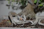 DSC_00064.JPG