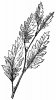 variegated leaf.jpg
