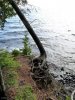 tree hanging on to shoreline.jpg