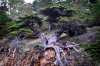 Old Veteran at Point Lobos.jpg