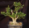 boxwood--117.jpg