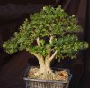 boxwood--virt-117_edited-1.jpg