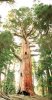 sequoia-Great_Bonsai2.jpg