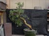 DSC00340.JPG