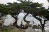 MontereyCypress.jpg
