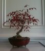 nandina.jpg