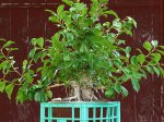 big_ficus_090115_1.jpg