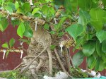 big_ficus_090115_3.jpg