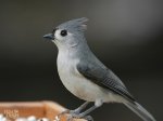 Bird_TuftedTitmice1.jpg