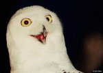 snowyowl.jpg