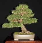 AUSTRIAN-PINE.jpg