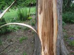 Lightning_Injury1769.jpg