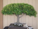 willow leaf ficus (1).jpg