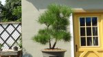 DSC00530.JPG