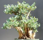 Boxwood September 2015.jpg