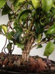 ficusbind-0003.jpg