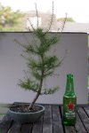 larch2-0002.jpg