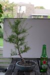 larch2-0001.jpg