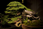 hemlock bonsai.png