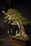 juniper bonsai 2.png