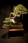 juniper bonsai.png