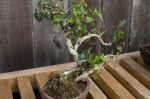 hedera 2.png hedera 2.png