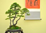 taikan-ten_bonsai_2011.jpg