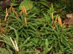 37 clubmoss.jpg