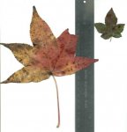 LEAFREDU.JPG