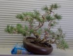 Western White Pine tilted.jpg