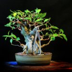 ficus4a.jpg