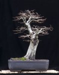 E. Hornbeam Winter:15.jpg