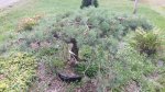 Pinus sylvestri Hillside Creeper.jpg