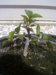 QLD Small Leaf Fig 2012.jpg